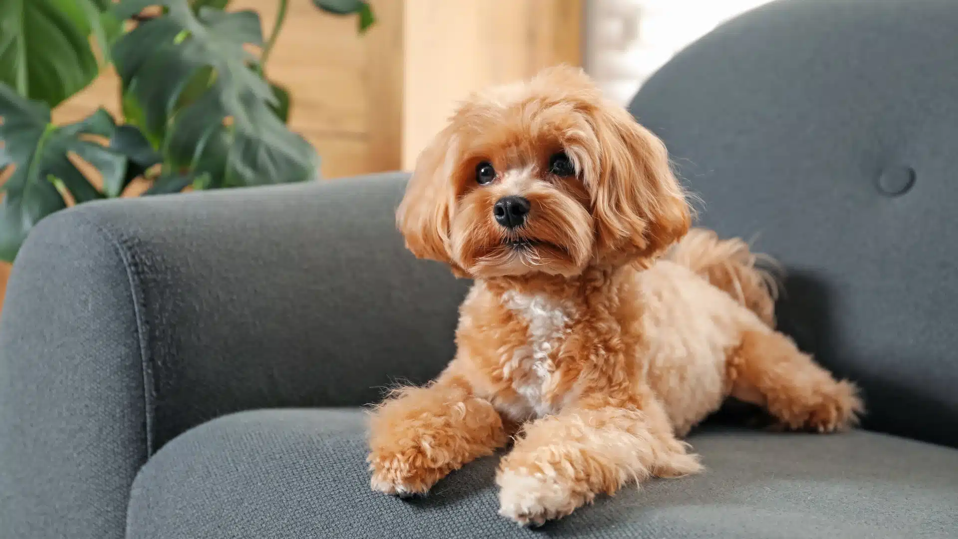 Small brown dog lying on couch