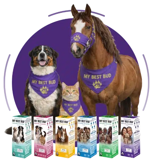 Product lineup with horse, dog, and CBD oils