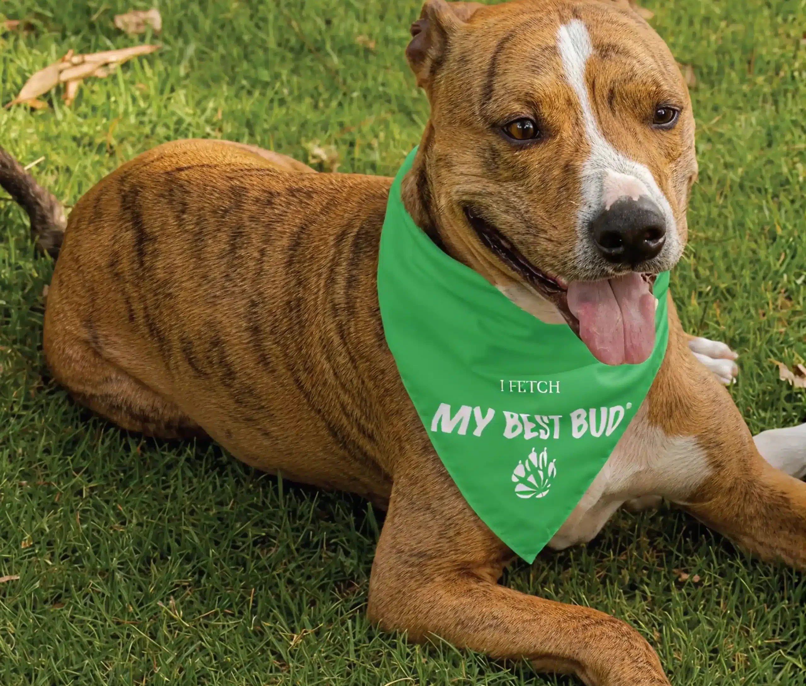 Dog wearing green My Best Bud bandana outdoors