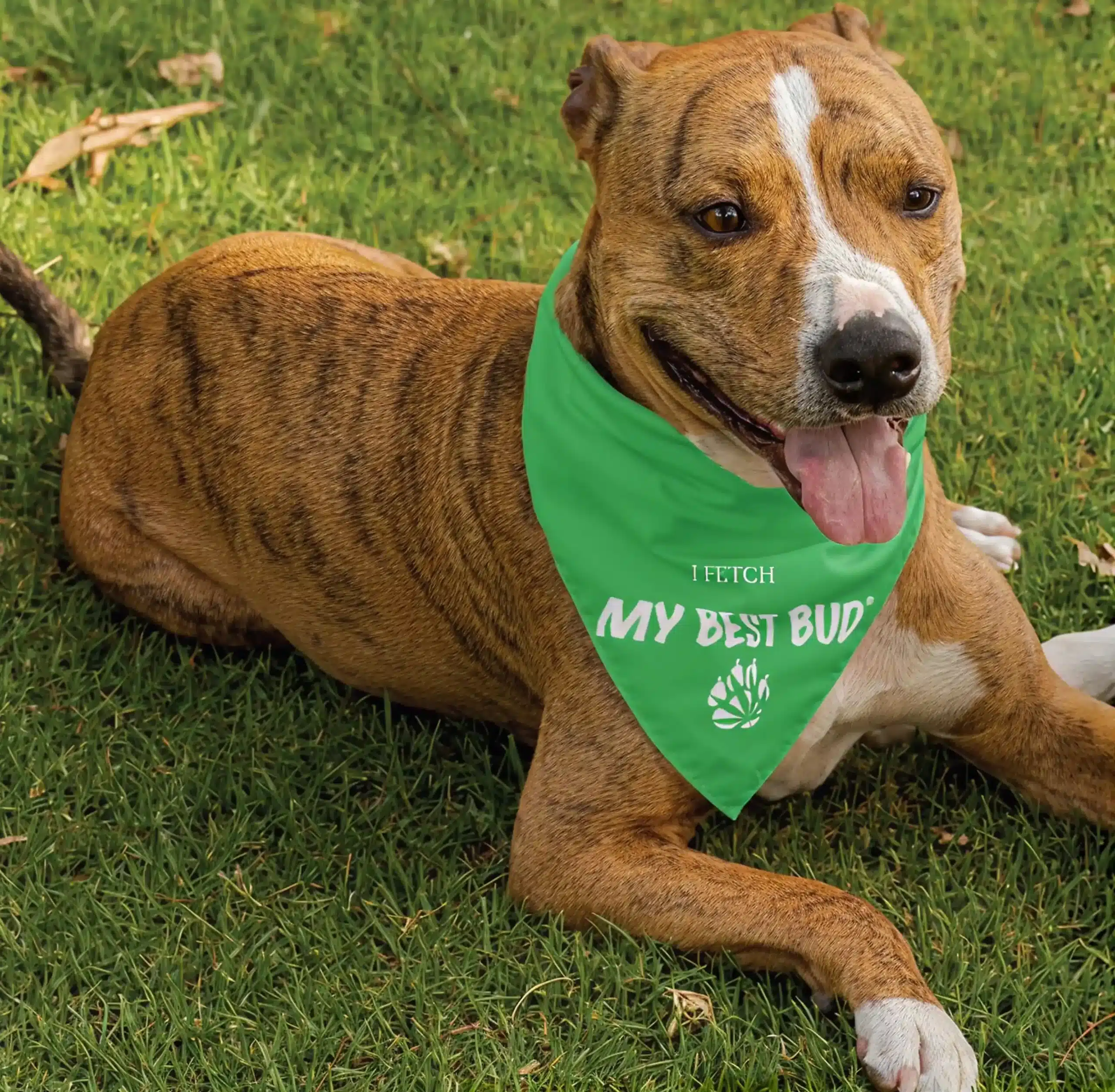 Dog wearing green My Best Bud bandana outdoors