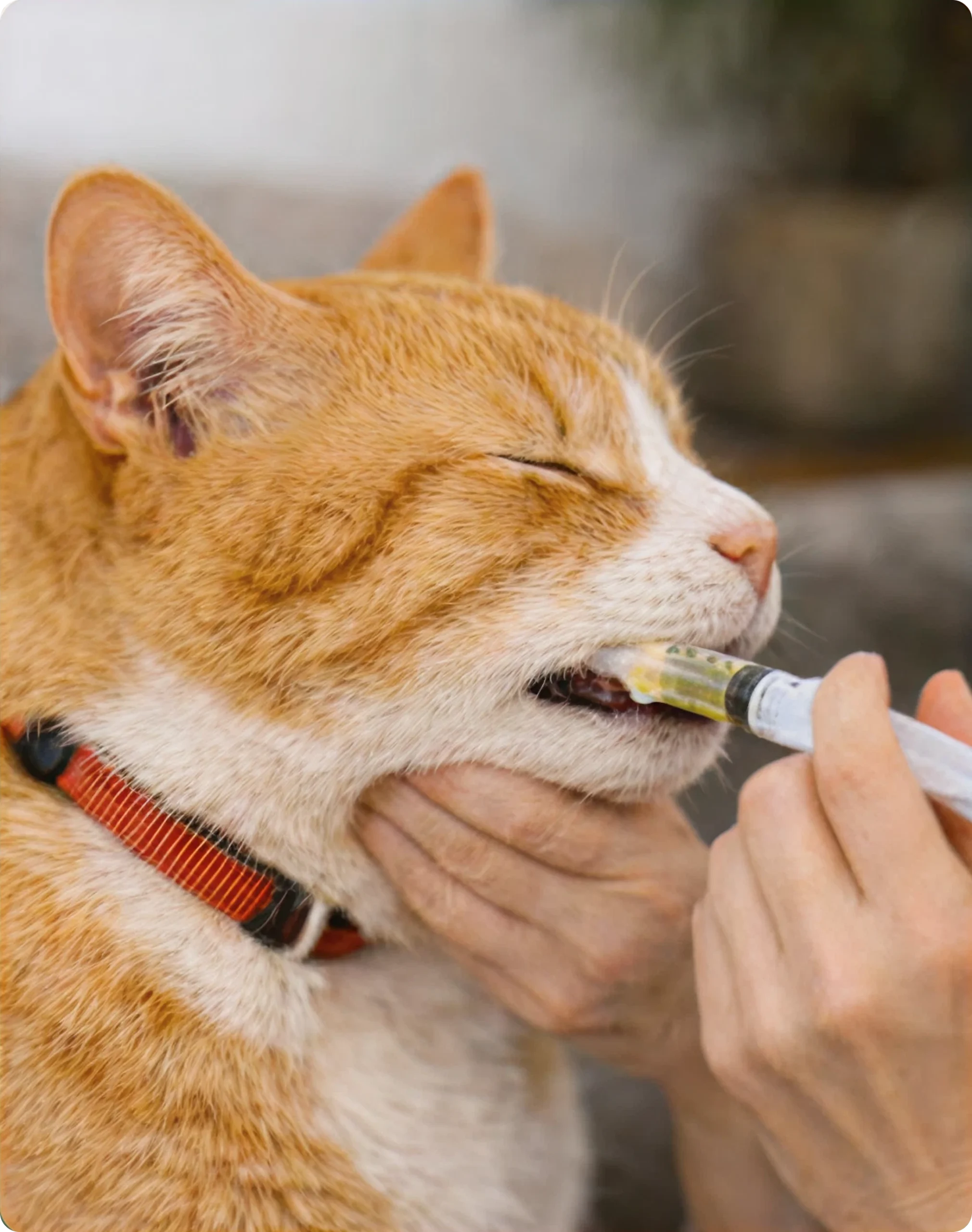 Orange cat being given oral dropper medicine