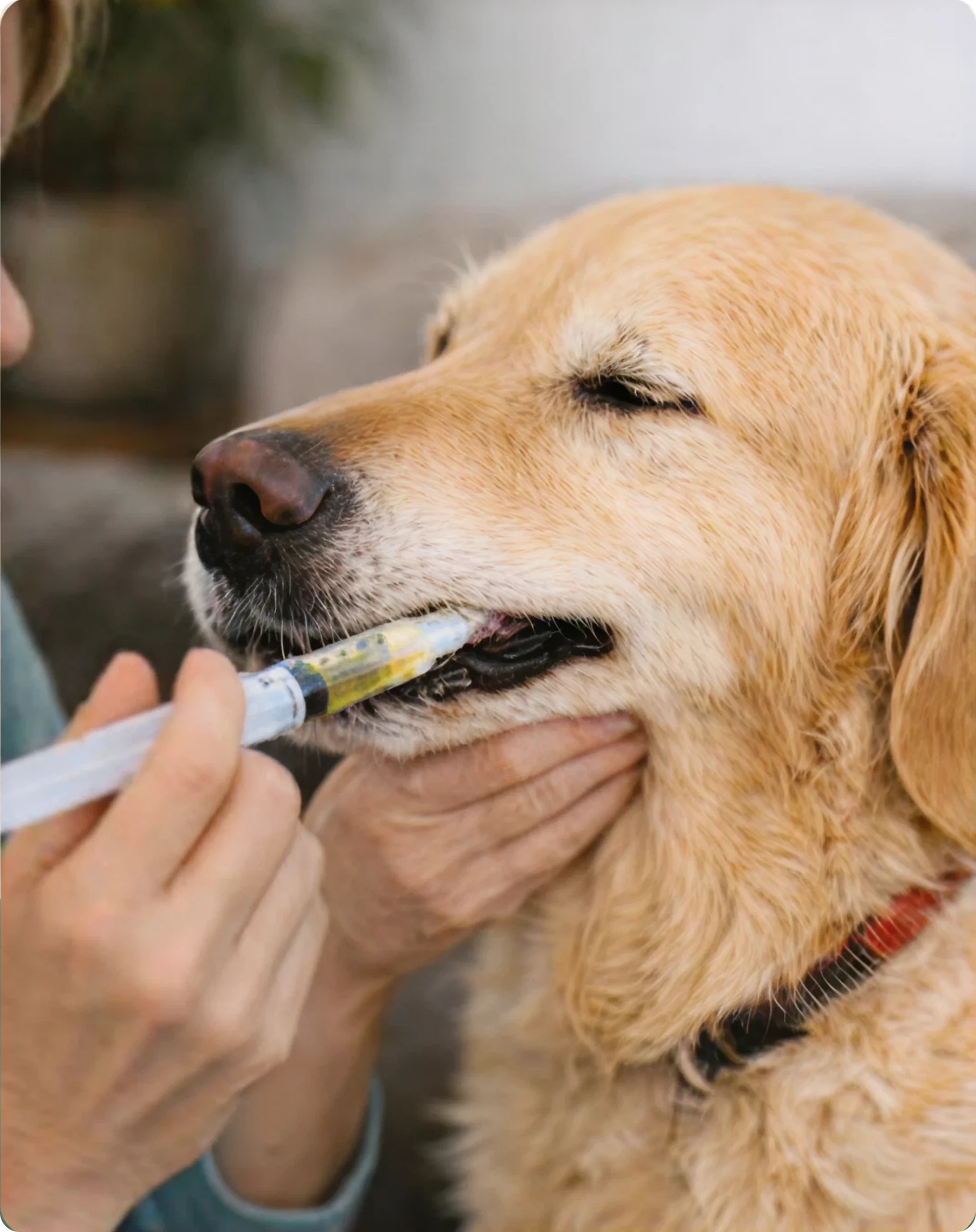 Golden retriever receiving oral CBD dose