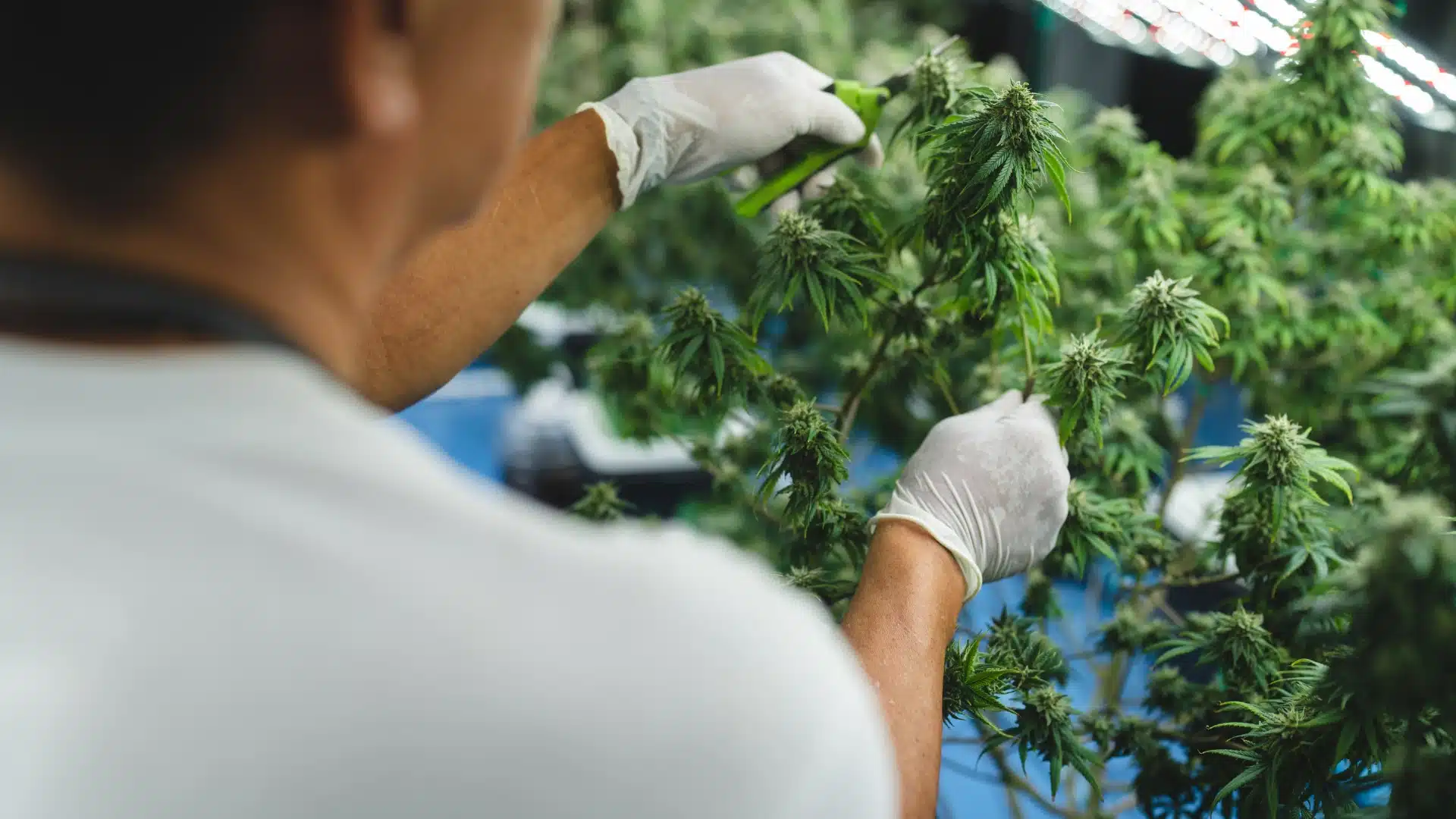 Person harvesting fresh green plants highlighting natural botanical ingredients used in pet CBD