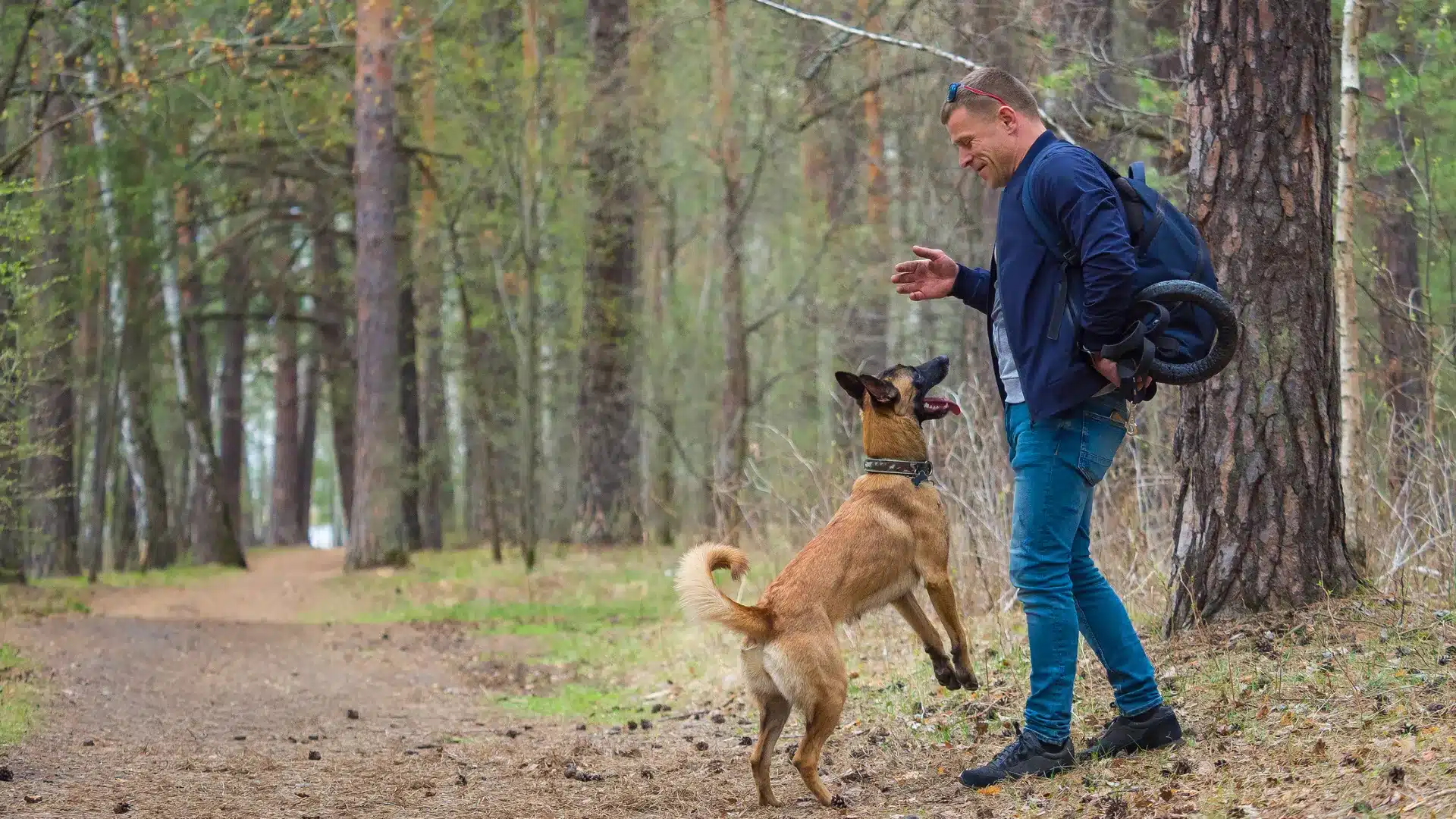 Dog training session in forest with owner reinforcing obedience and bonding