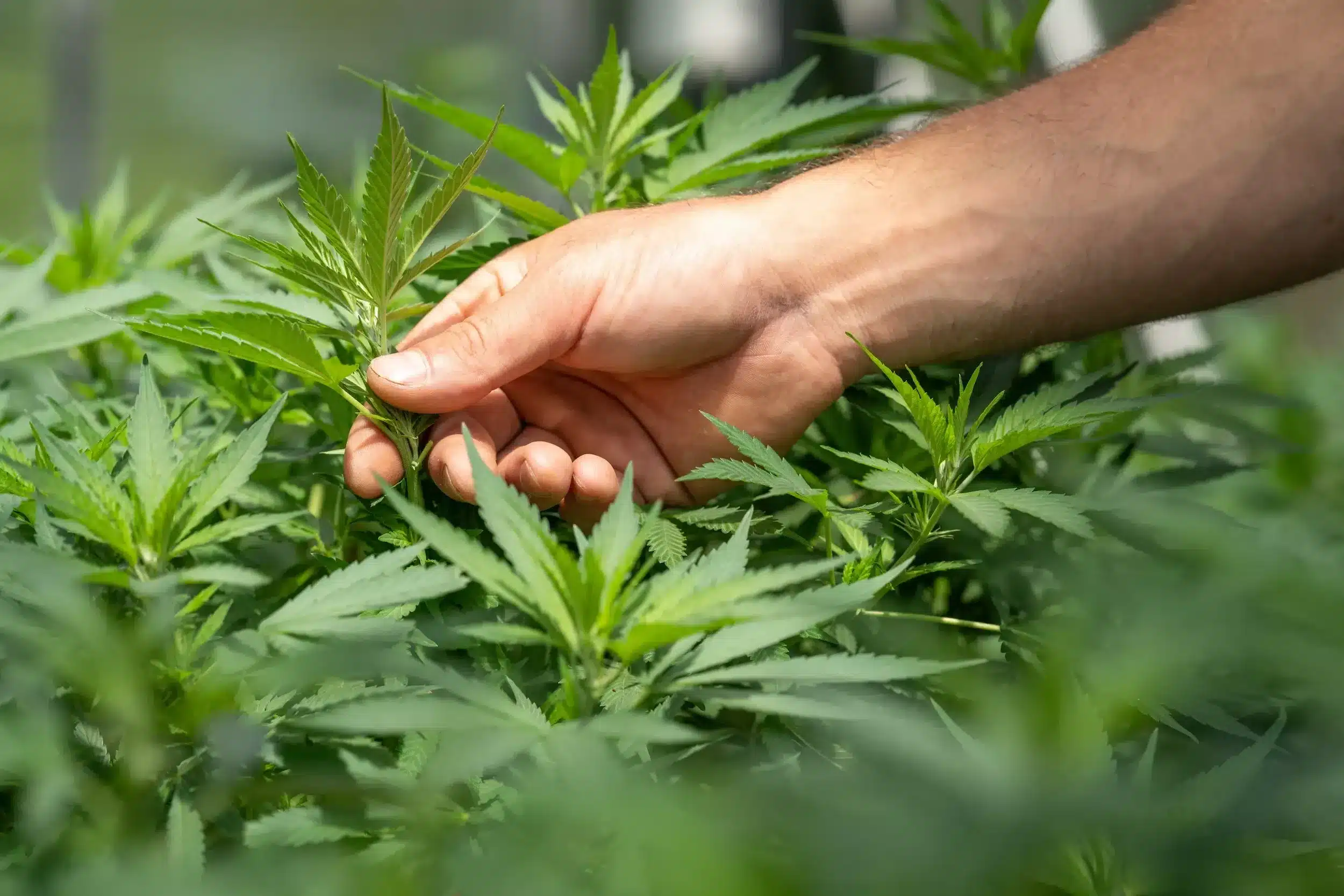 Hand touching cannabis plant leaves representing natural CBD sourcing for pets